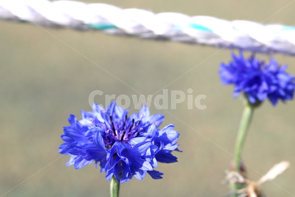 수레국화,꽃,국화,식물,수레국화꽃,관상용,원예,식물,자연,plants,nature,꽃,flower