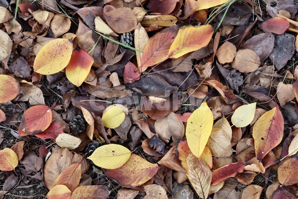 leaf,잎,plant,식물,가을,낙옆