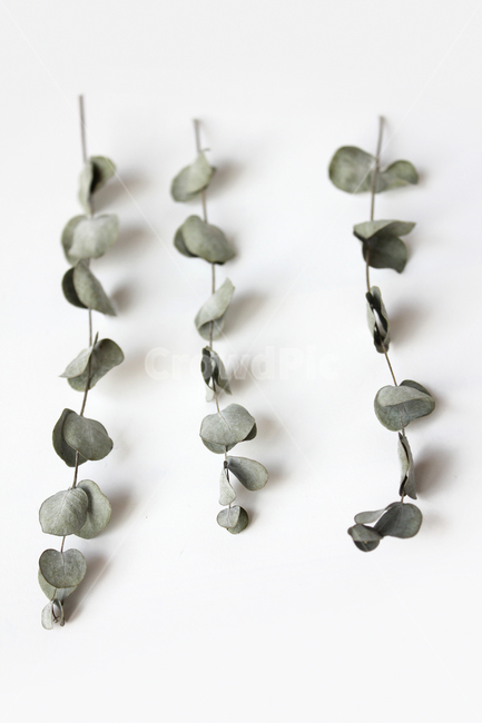dead,death,decoration,dry,eucalyptus,eucalyptusleaves,green,isolated,leaf,natural,nature,object,plant,white,말린,드라이,건조,말려놓은,건조한,유칼립투스,유칼립투스잎,잎,나뭇잎,잎사귀,줄기,자연,식물,흰배경,그린,녹색,탑앵글,탑뷰,식물,자연,plants,nature
