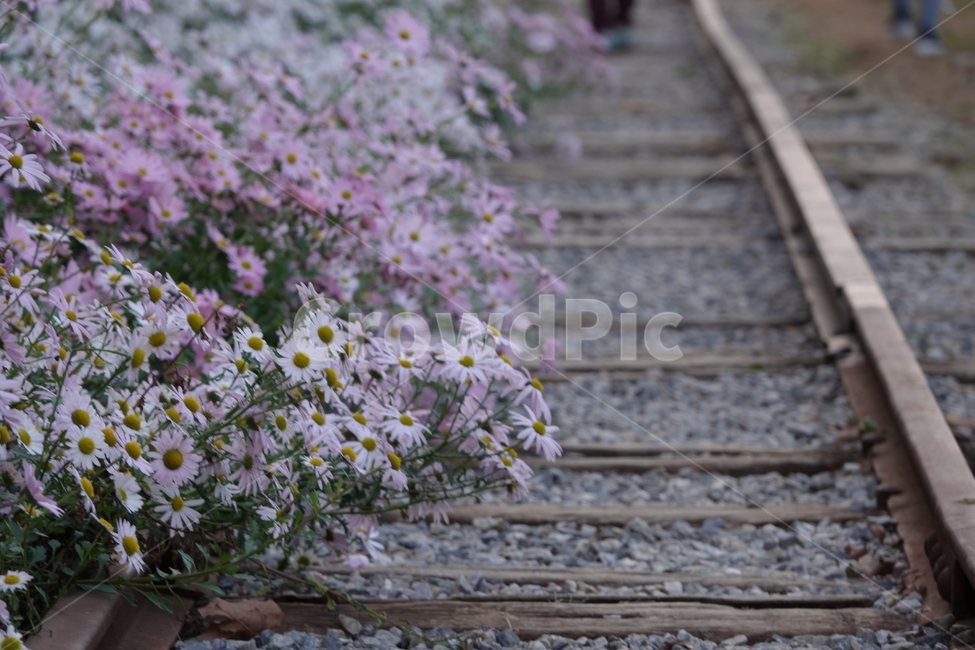 transportation,교통,rail,레일,traintrack,기찻길,railway,철도,구절초,가을,꽃,식물,자연,plants,nature,꽃,flower