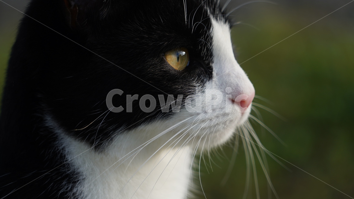 고양이,길고양이,고양이얼굴,cat,애완고양이,검정고양이,동물,animal,포유류,mammal,고양이,cat,kitten,kitty