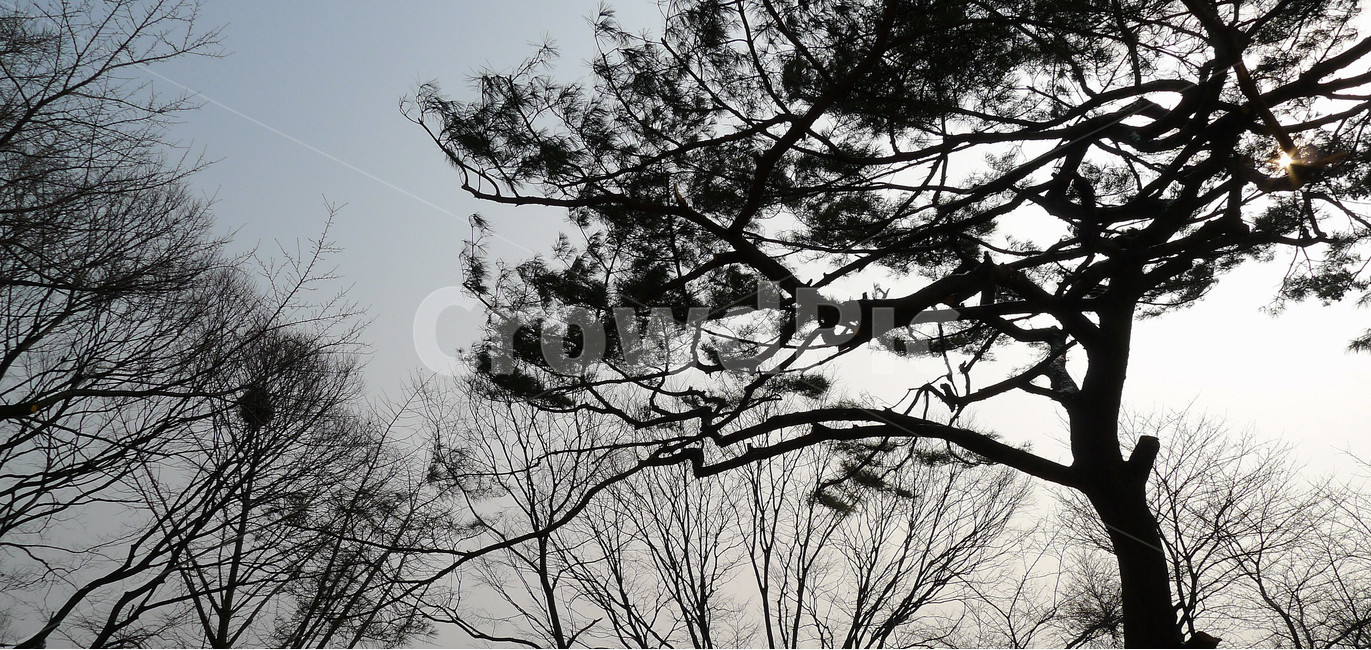 소나무,나무,식물,하늘,자연,식물,자연,plants,nature,나무,trees,wood