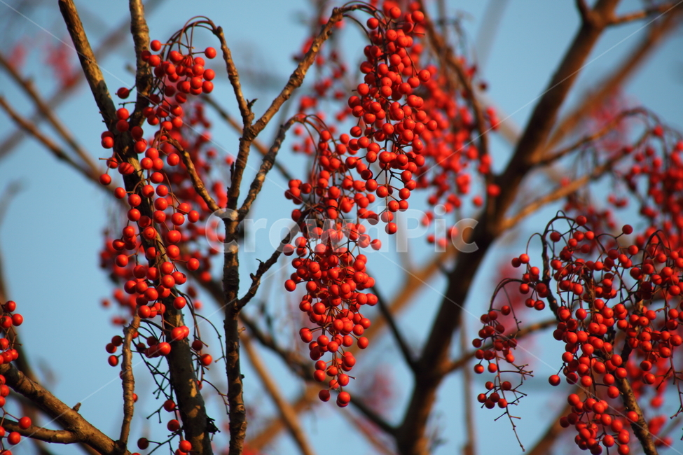 열매,종자,번식,식물,seed,식물,자연,plants,nature,과일,열매,fruit