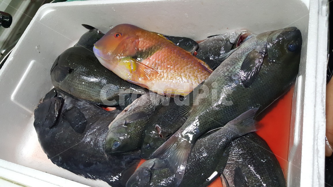 해산물,seafood,fish,물고기,생선