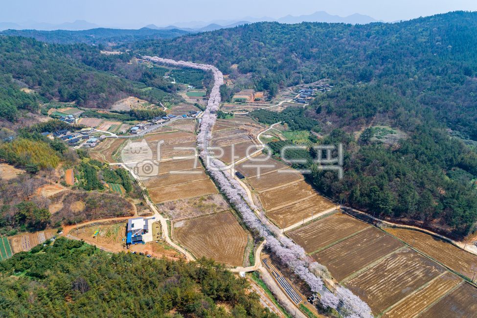Rural,Cherry Blossom,rice paddy,Goheung,nature,countryside,Duwonmyeon,tree,view map,vehicle,spring,mountain,field,outdoors,cherry blossom road,road,Town,road name,aerialview