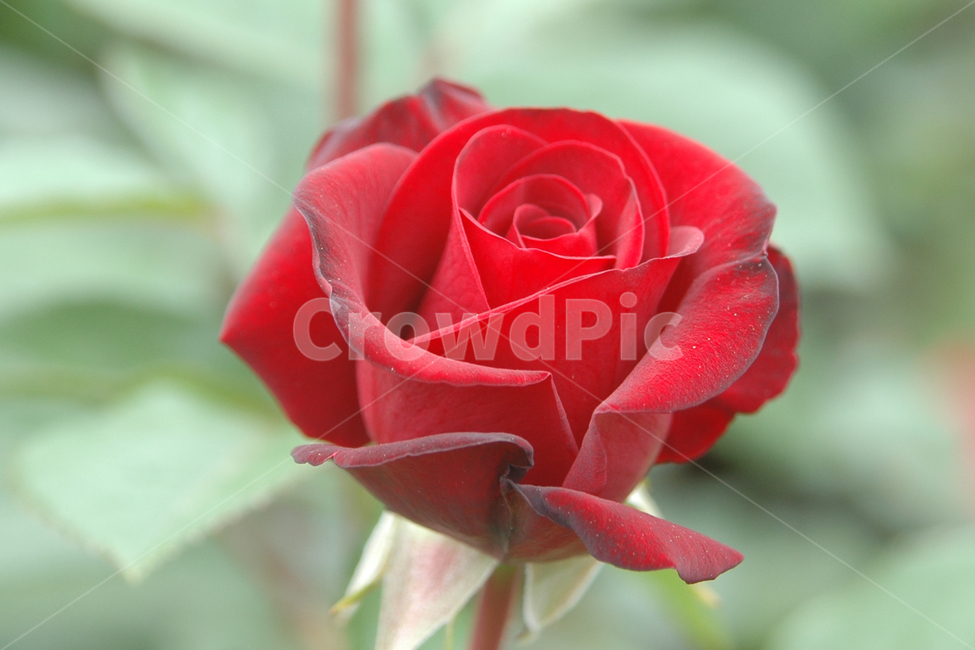 장미,장미꽃,5월,꽃,사랑,식물,자연,plants,nature,꽃,flower