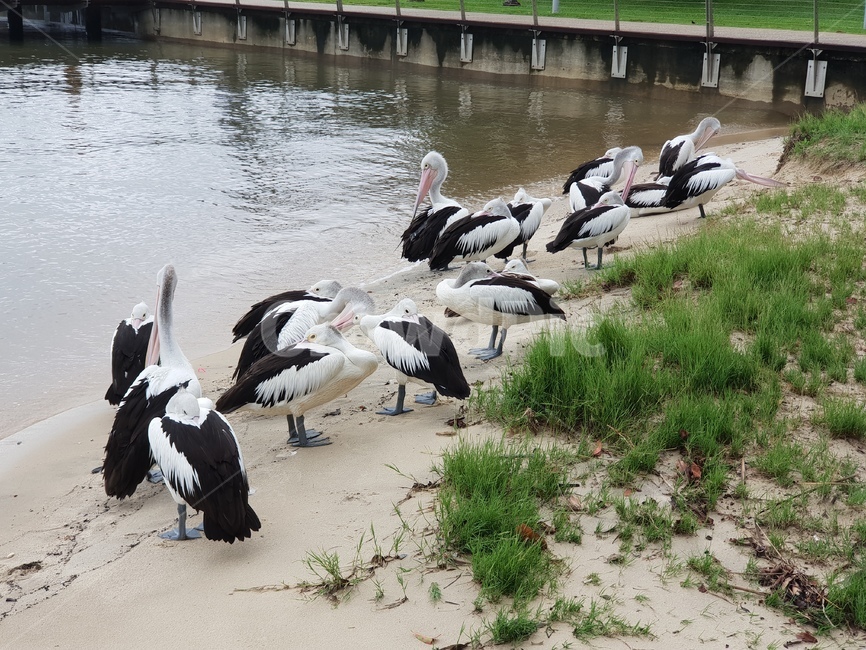 stork,황새,animal,동물,펠리칸,bird,새