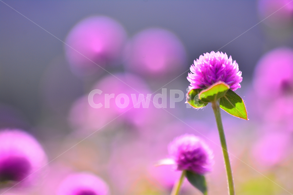 천일홍,가을꽃,분홍색,꽃,공원,꽃축제,플라워,아름다운,뷰티풀,예쁜,작은꽃,핑크색,백그라운드,서정,감성,분위기,느낌,필,계절,시즌,몽환적,flowers,beautiful,season,pink,sensible,feeling,fall,autumn,배경,바탕,마크로,접사,클로즈업,macro,closeup,여름,계절,summer,season,가을,fall,autumn,식물,자연,plants,nature,꽃,flower,plant,blossom,dahlia,달리아