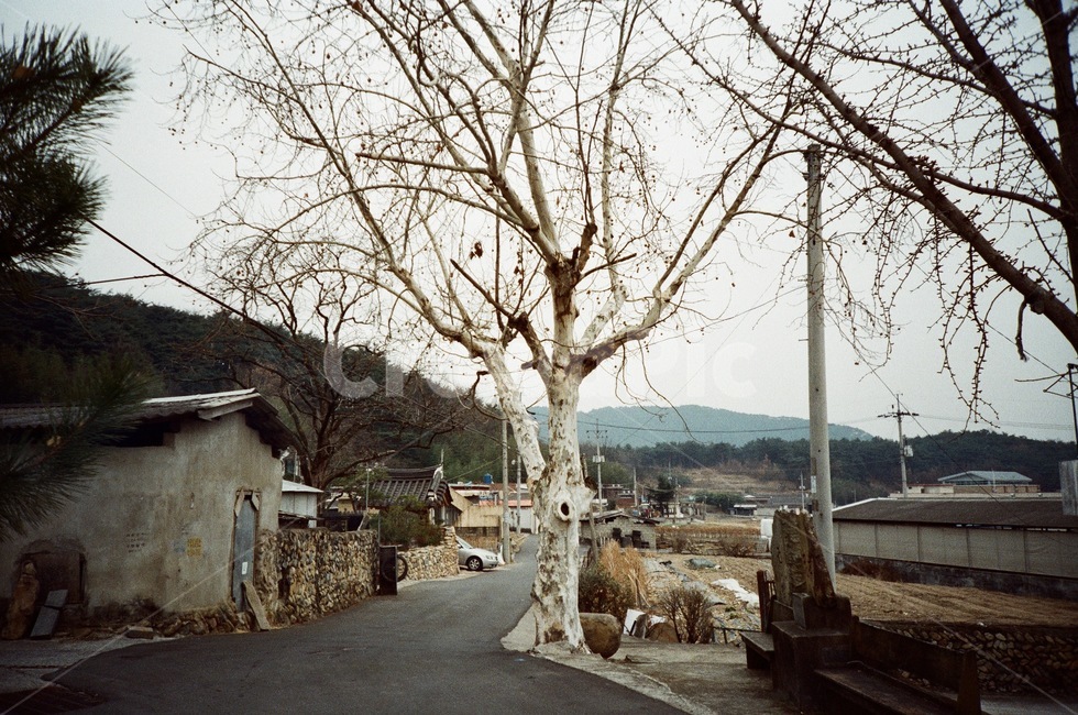 시골,풍경,로모,필름카메라,필름,필카,로모카메라,필름사진,겨울,film,filmcamera,lomo,lomocamera,landscape,country,winter,lomography,로모그래피,시골,마을,풍경,landscape,country,rural,town