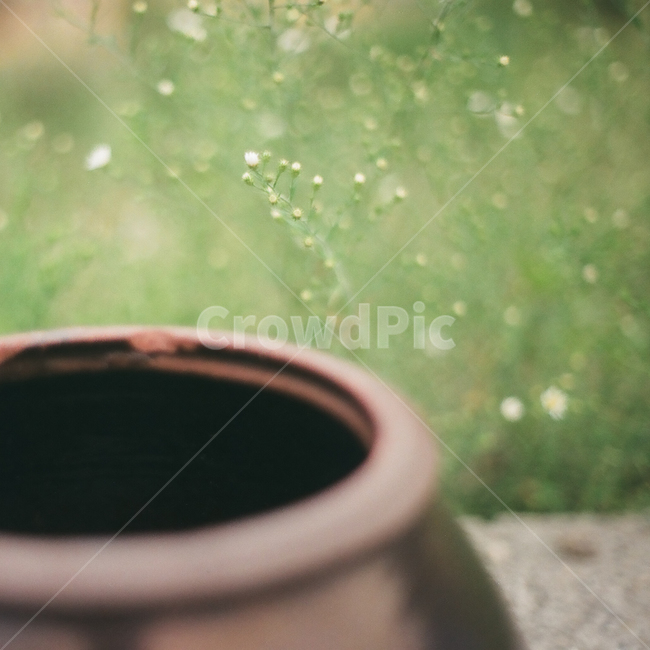 항아리,장독대,장독,시골,전통,풍습,고추장,된장,간장,pot,jar,crock,tradition,custom,한국전통,한국문화,koreantraditional,koreanculture,감성,빈티지,아날로그,필름,필름사진,필름카메라,film,filmcamera,꽃,flower,들꽃,감성,sensible,feeling,사물,물건,오브젝트,thing,object,matter