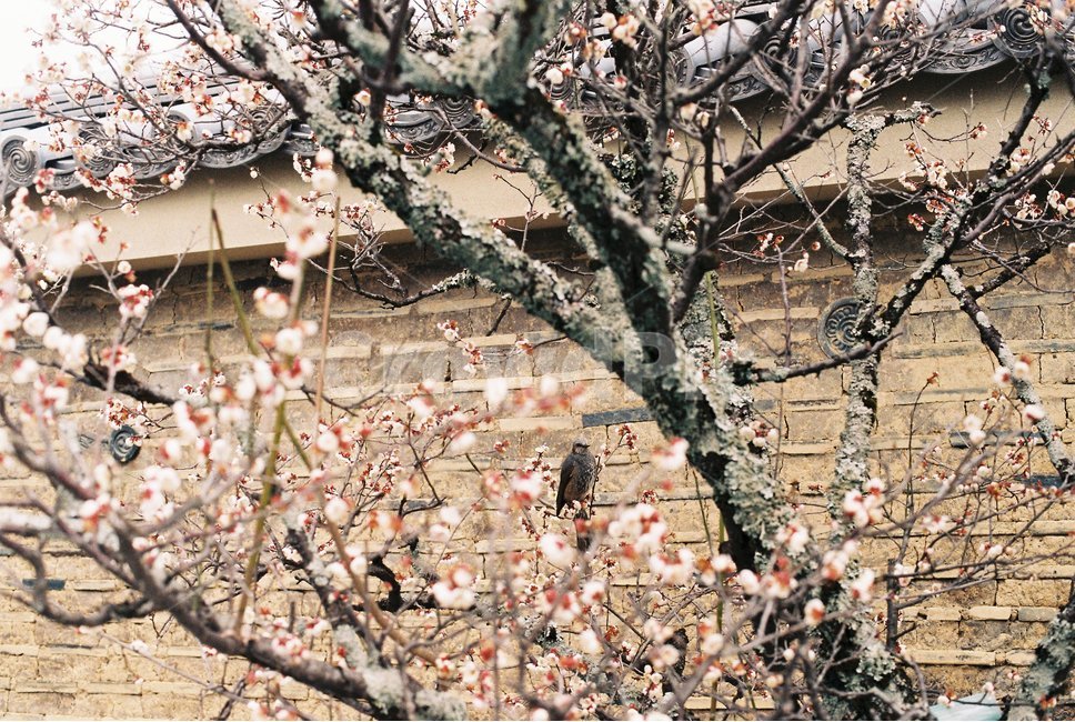 필름사진,봄,꽃,매화,새,봄,계절,spring,season,식물,자연,plants,nature,나무,trees,wood,동물,animal,조류,새,birds,plant,flower,cherry blossom,벚꽃,blossom