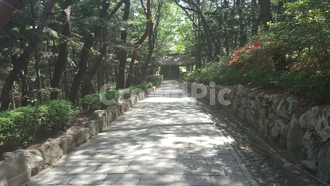 길,산책로,식물,꽃,나무,봄