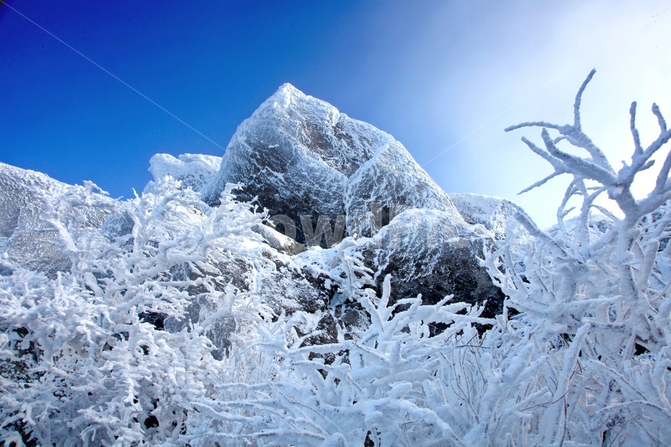 tree,나무,plant,식물,nature,자연,outdoors,옥외,ice,빙,snow,눈,mountain,산,mountainrange,산맥,상고대,무주,덕유산,덕유산설경,설경,설천봉,향적봉,중봉,덕유산국립공원,운해
