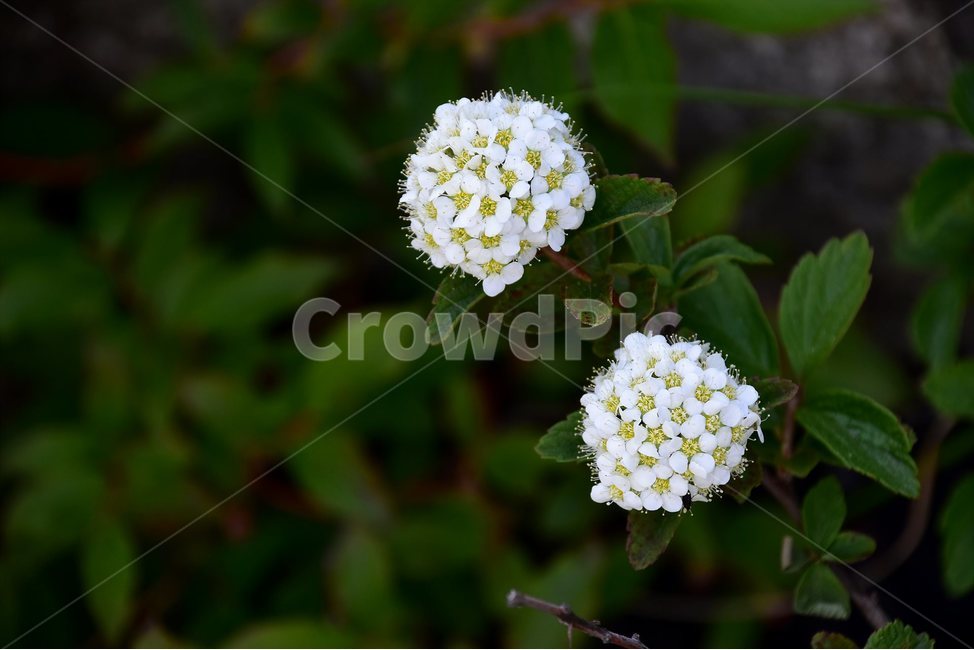 설악조팝나무,야생화,꽃,식물,자연,생태,플라워,flower,plants,nature,식물,자연,plants,nature,꽃,flower