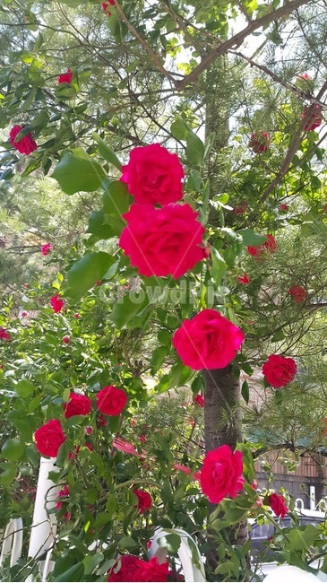 plant,식물,rose,장미,flower,꽃,geranium,제라늄,redrose,빨간장미,식물,자연,plants,nature,꽃,flower