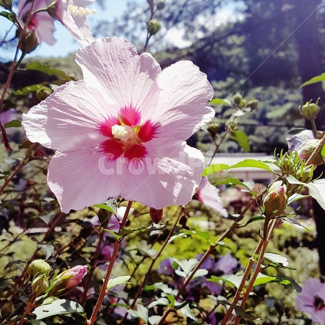 꽃,풀,무궁화,햇빛,flower