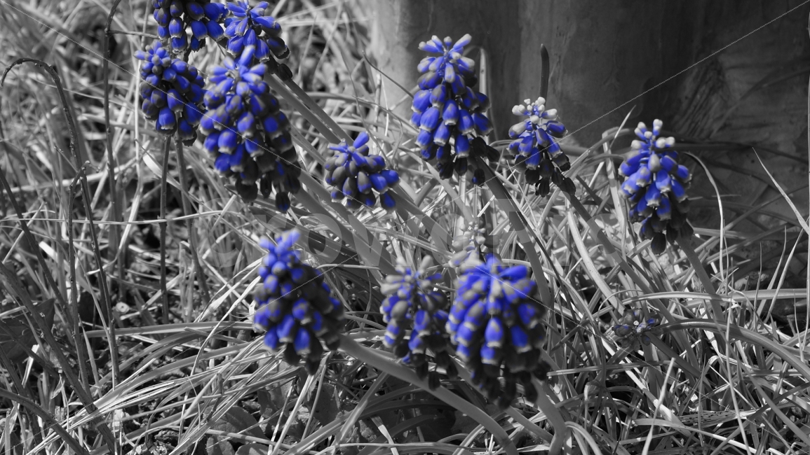 꽃,산,블루,자연,야생화,식물,자연,plants,nature,꽃,flower,흑백,모노톤,monochrome,black and white