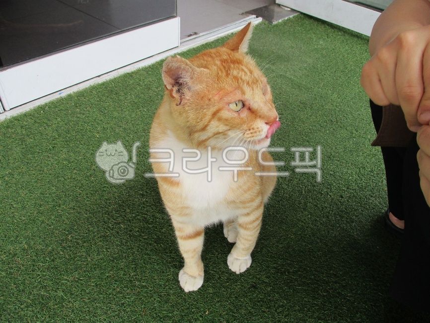 person,사람,human,인간,고양이,야외,옥외,흰색,cat,outdoors,white,green,초록