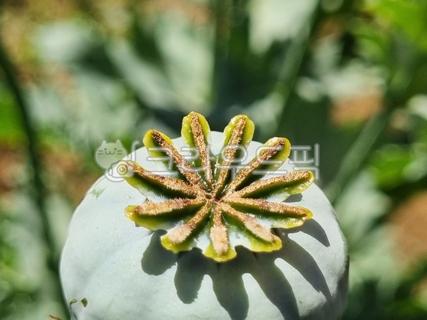 양귀비,양귀비꽃,두해살이풀,앵속,약담배,아편꽃,꽃,poppy,poppyflower,biennialherb,hyacinth,medicinaltobacco,opiumflower,flower