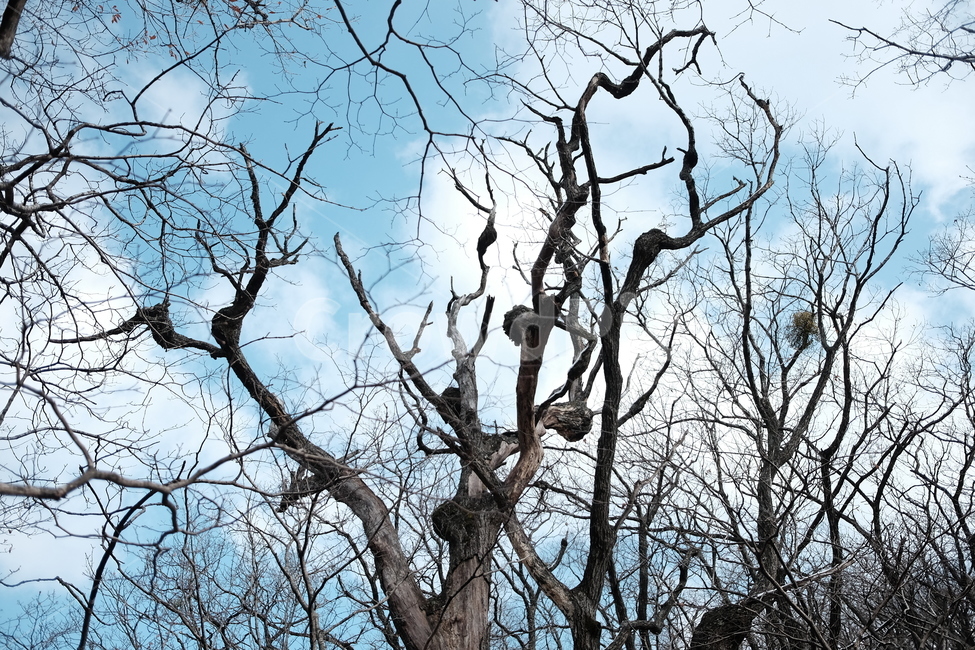 등산,나무,옹이,하늘,상쾌,고목,식물,자연,plants,nature,나무,trees,wood