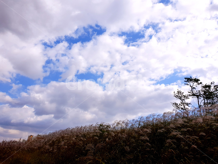 억새,하늘,구름,나무,가을,풍경,weather,날씨,nature,자연,outdoors,옥외,cloud,cumulus,적운,sky