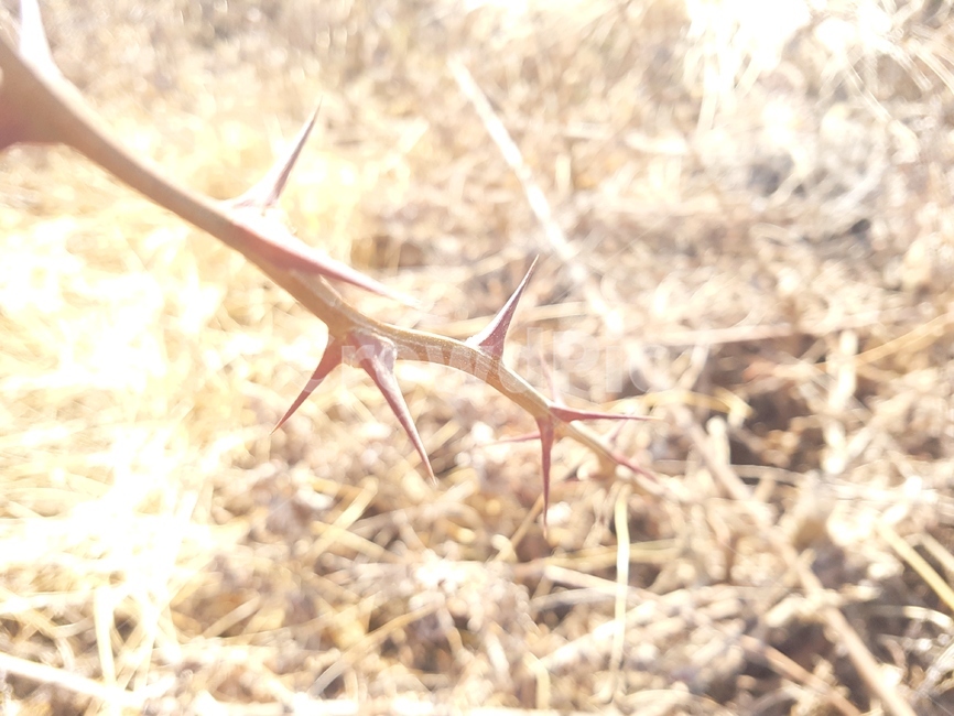 가시,가시덤불,고통,혼란,아픔,식물,자연,plants,nature