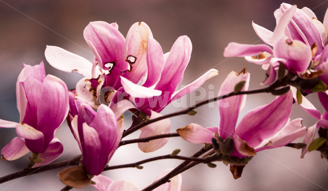 봄꽃,흰꽃,목련,꽃나무,꽃,식물,자연,plants,nature,꽃,flower