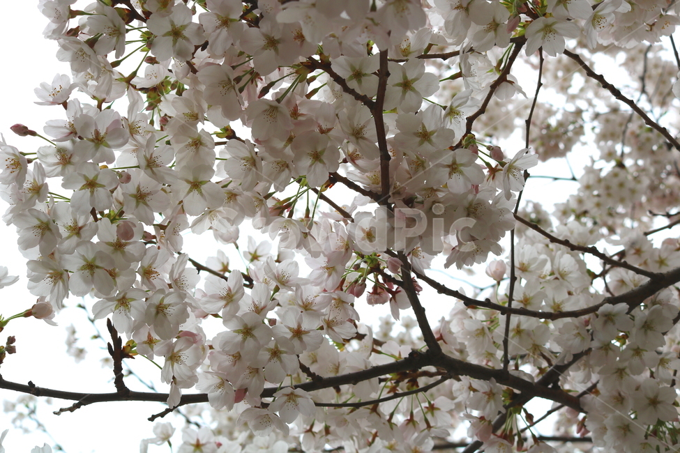 벚꽃,벚나무,벚꽃나무,나무,식물,꽃,장미과,봄,자연,봄,계절,spring,season,식물,자연,plants,nature,꽃,flower,plant,blossom