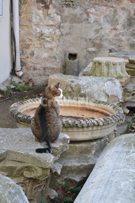 고양이,길고양이,길냥이,cat,streetcat,동물,animal,야생고양이,kitten,kitty,wildcat,동물,animal,포유류,mammal,고양이,cat,kitten,kitty