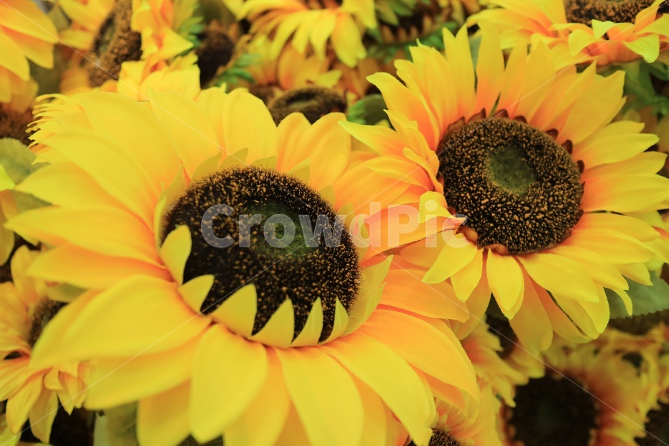 꽃,flower,식물,plant,yellow,sunflower