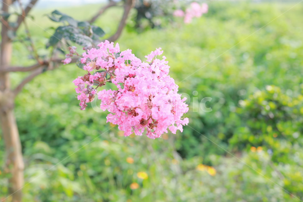 꽃,가을,여름,감성사진,감성,flower,식물,자연,plants,nature