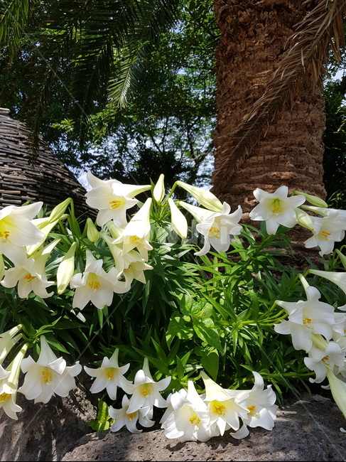 백합,lily,식물,plants,flower,자연,꽃