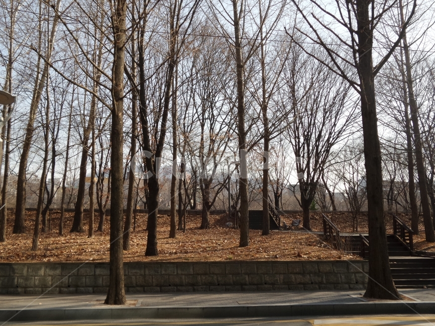 숲,나무,겨울나무,초겨울,공원,풍경,계절,winter,겨울,계절,winter,season,식물,자연,plants,nature,나무,trees,wood