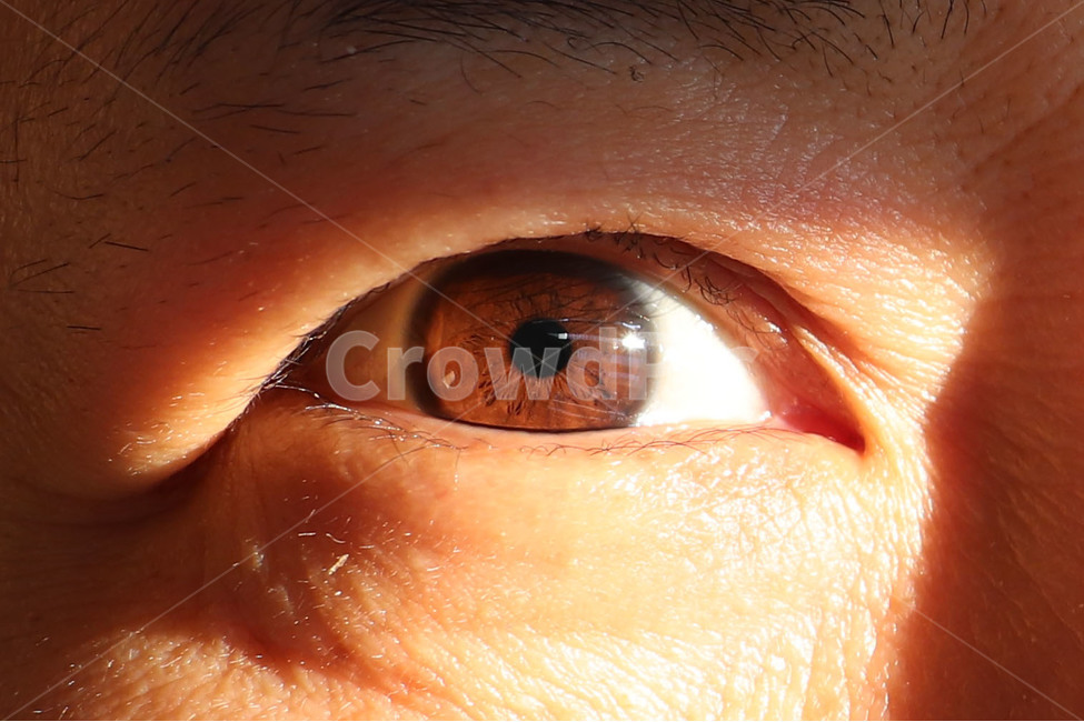 사람눈,갈색눈동자,눈동자,한쪽눈,확대,눈,눈알,햇빛,갈색눈,eye,browneye,인물,근접,사람,인물,인간,human,person,신체일부,몸,body