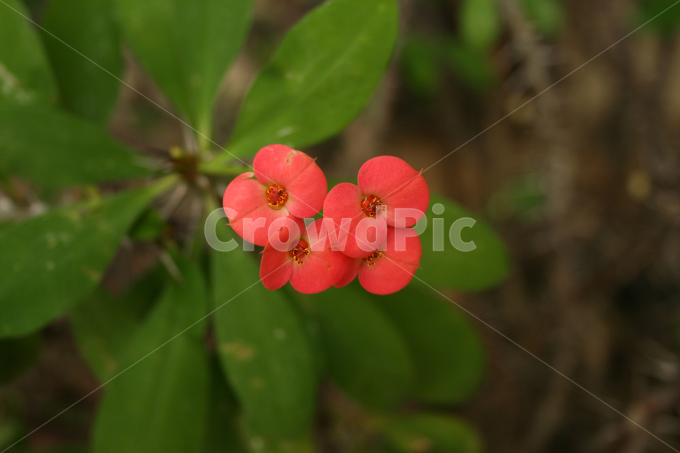 꽃기린,식물,flower,plants,nature,꽃,꽃봉오리,식물,자연,plants,nature,꽃,flower
