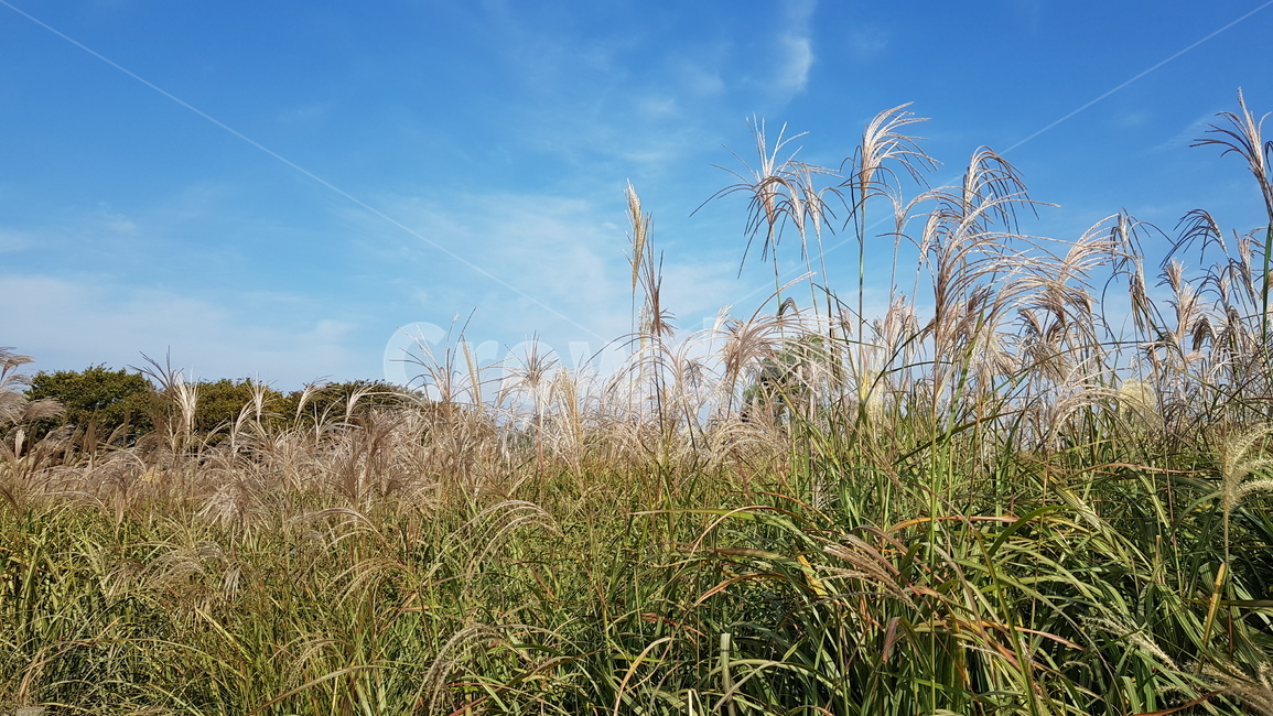 가을,갈대밭,하늘,구름,갈대숲,갈대,plant,lawn,잔디,reed,계절,날씨,바람,grass,식물,풍경,자연,식물,자연,plants,nature