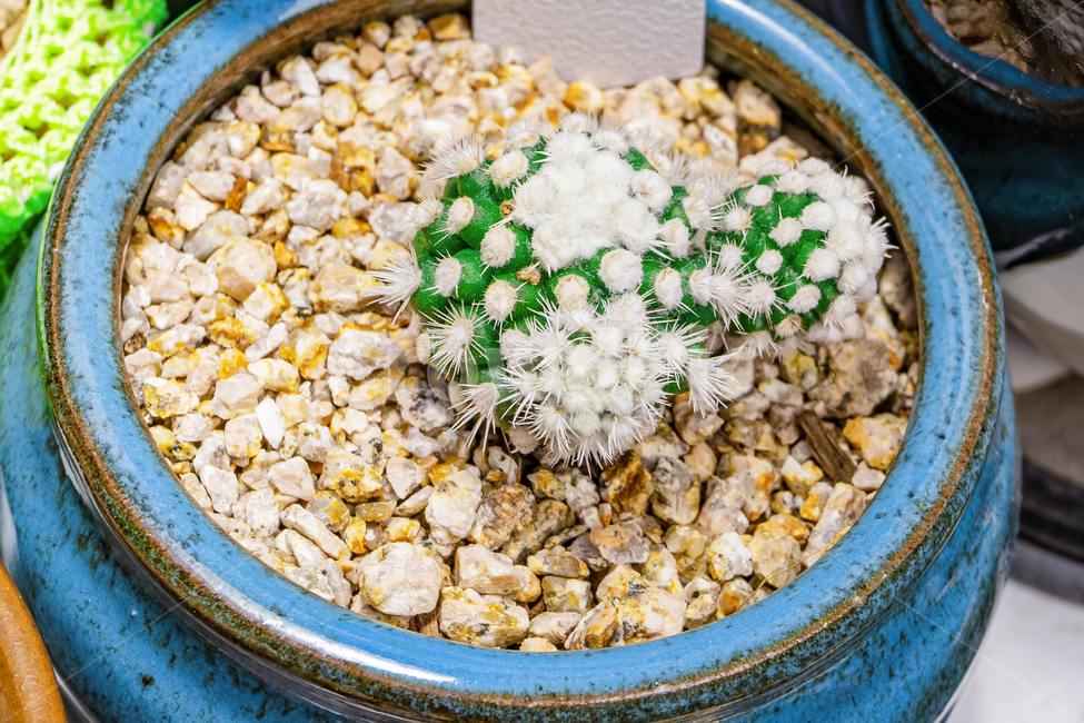 식물,다육이,화분,흙,plant,꽃,식물,자연,plants,nature