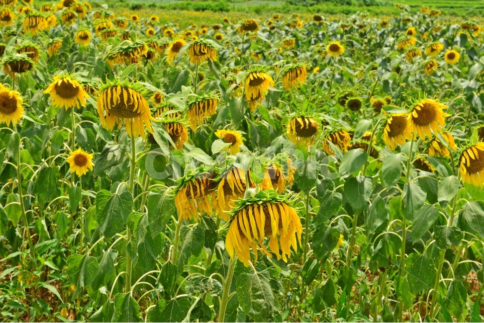 plant,식물,flower,blossom,꽃,해바라기,해바라기꽃,하늘,구름,흐림,식물,자연,plants,nature,꽃,flower