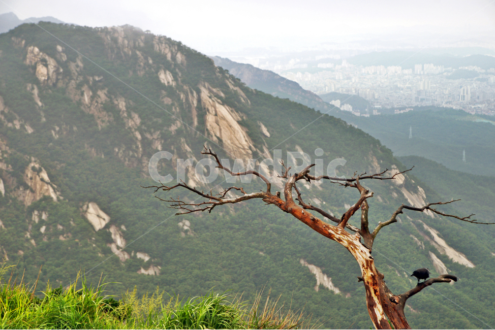 원효봉,고사목,북한산,산,국립공원,자연,풍경,nature,landscape,outdoors,옥외