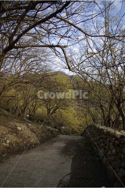 산수유,나무,하늘,파란하늘,꽃봉오리,봄,봄날,봄풍경,봄꽃,감성,spring,flower,봄길,산책,봄나들이,식물,꽃,돌담길,구름,봄,계절,spring,season,자연,풍경,nature,landscape,한국자연풍경,한국자연경관,korea nature landscape,tree,plant