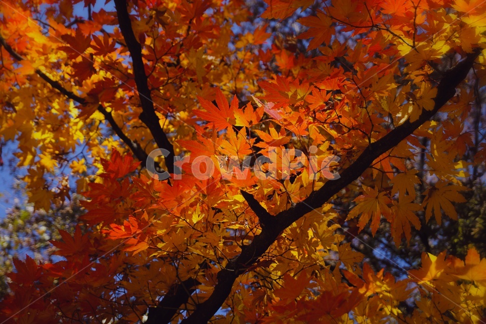 plant,식물,leaf,잎,tree,나무,단풍,maple,가을,fall,autumn