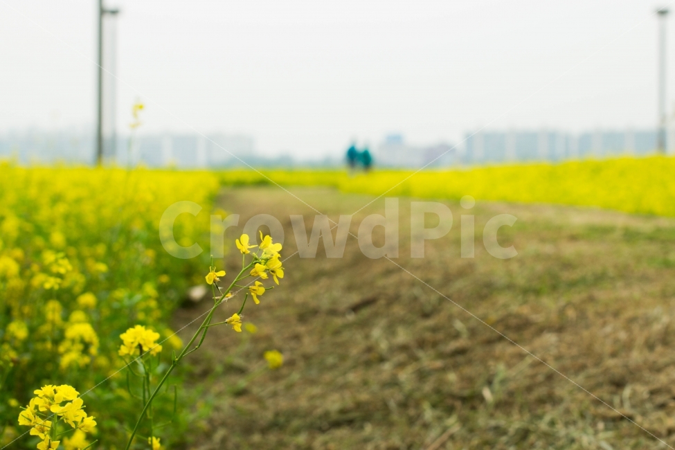 꽃,Flower,노랑,yellow,유채꽃,풍경,landscape,서래섬,봄,계절,spring,season,식물,자연,plants,nature,꽃,flower,outdoors,옥외,grassland,목초지,field,들