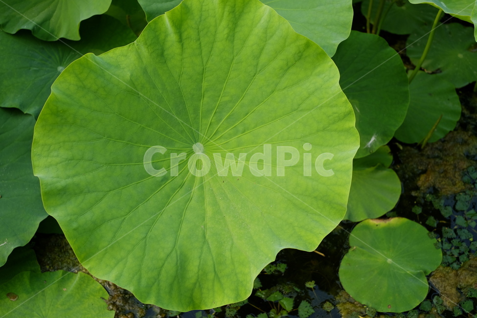 연잎,연꽃,연꽃잎,초록,수련,plant,식물,leaf,잎