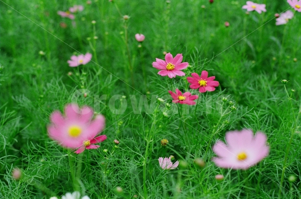 꽃,플라워,감성사진,필름사진,무보정사진,풍경,경관,코스모스,식물,자연,plants,nature,꽃,flower