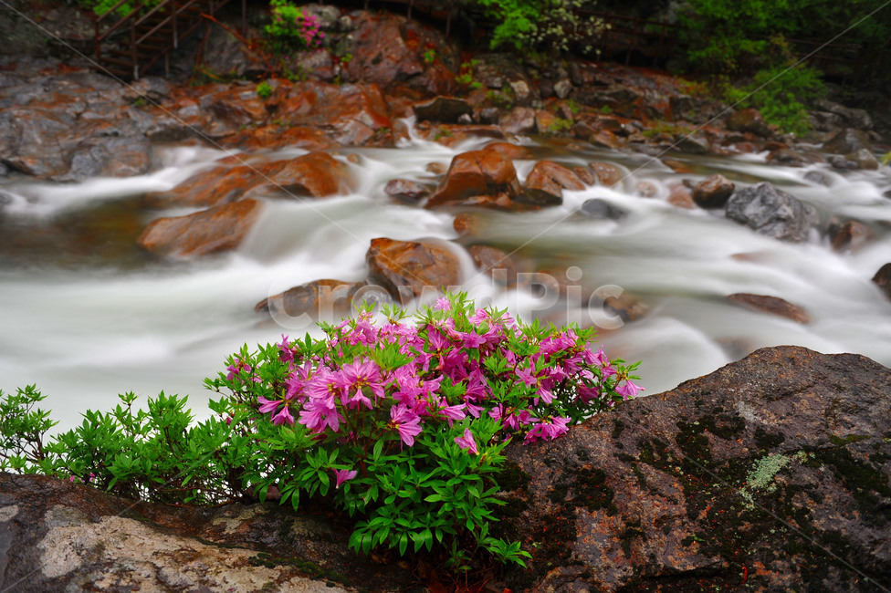 water,물,nature,자연,outdoors,흐름,진달래,식물,자연,plants,nature,꽃,flower