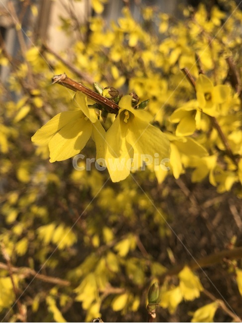 봄,개나리,spring,노란꽃,꽃,봄꽃,봄,계절,spring,season,plant,식물