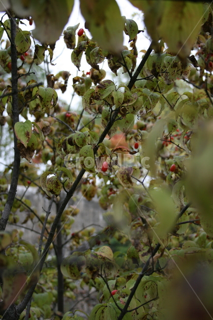 열매,나무,식물,plant,산수유,식물,자연,plants,nature,과일,열매,fruit