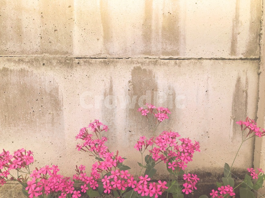 꽃,담벼락,배경화면,봄,플라워,분홍