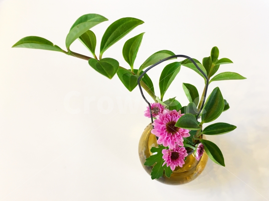 꽃,카페,화분,감성,가을,식물,자연,plants,nature,꽃,flower,실내용화초,화분,화초,house plant,누끼,remove background