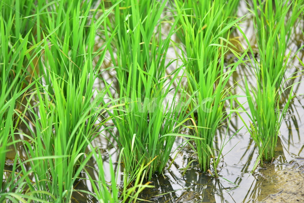 벼,벼농사,논,논농사,농사,농촌,시골,초록,녹색,village,rice,ricefield,farming,산업,industry,industrial,농업,농사,agriculture,farming,farming industry